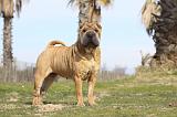 SHAR-PEI 673